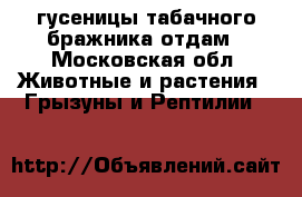 гусеницы табачного бражника отдам - Московская обл. Животные и растения » Грызуны и Рептилии   